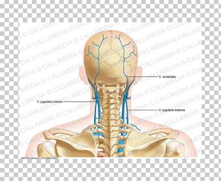 Thumb Posterior Triangle Of The Neck Vein Anatomy PNG, Clipart, Anatomy, Angle, Arm, Bone, Hand Free PNG Download