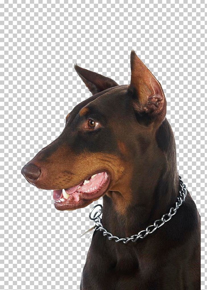 Dobermann German Pinscher Manchester Terrier English Toy Terrier Puppy PNG, Clipart, 3d Animation, Animal, Animals, Anime Character, Anime Girl Free PNG Download