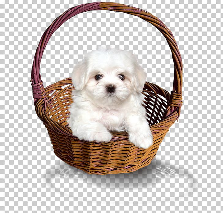 Maltese Dog Havanese Dog Shih Tzu Puppy Lhasa Apso PNG, Clipart, Animals, Basket, Bichon, Carnivoran, Cat Free PNG Download