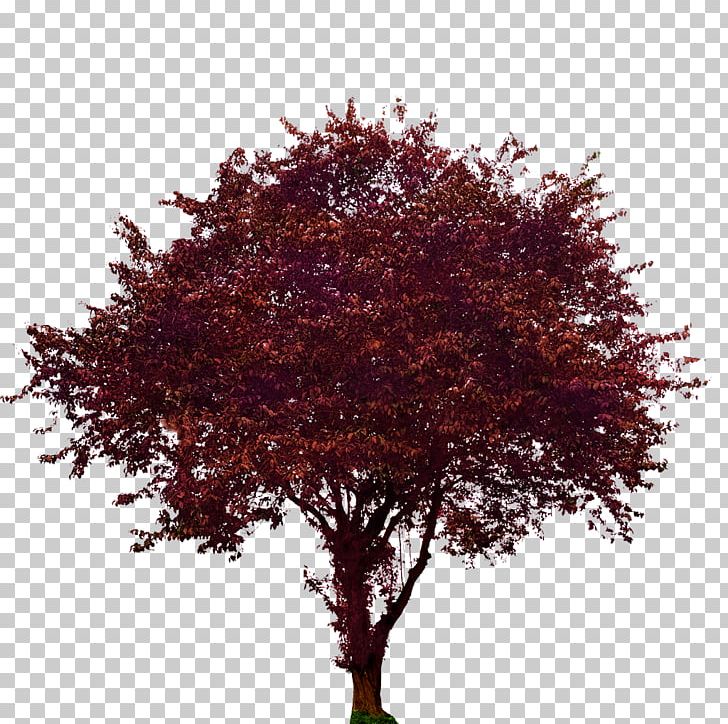 Tree Maple Plum Woody Plant PNG, Clipart, Blutpflaume, Branch, Deciduous, Fruit Nut, Maple Free PNG Download