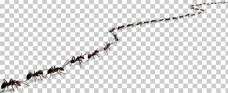 Ant Colony Trail Pheromone PNG, Clipart, Ant, Ant Colony, Army Ant, Branch, Carpenter Ant Free PNG Download