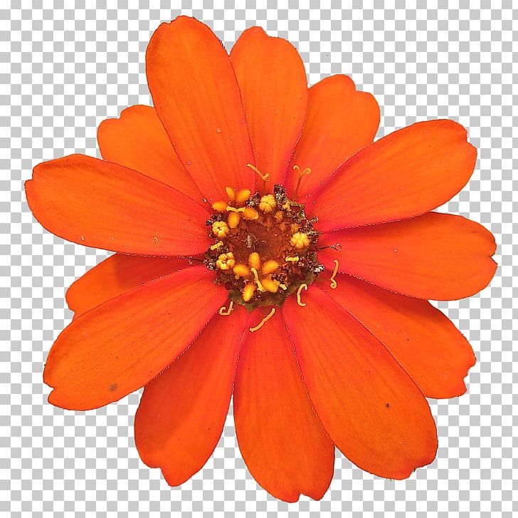 Flower Marigold Desktop PNG, Clipart, 1800flowers, Annual Plant, Calendula, Daisy Family, Desktop Wallpaper Free PNG Download