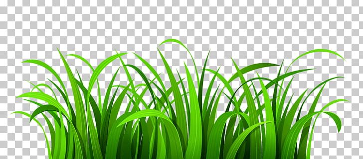 Free Content Website PNG, Clipart, Beautiful Lawn Cliparts, Chrysopogon Zizanioides, Commodity, Download, Free Content Free PNG Download