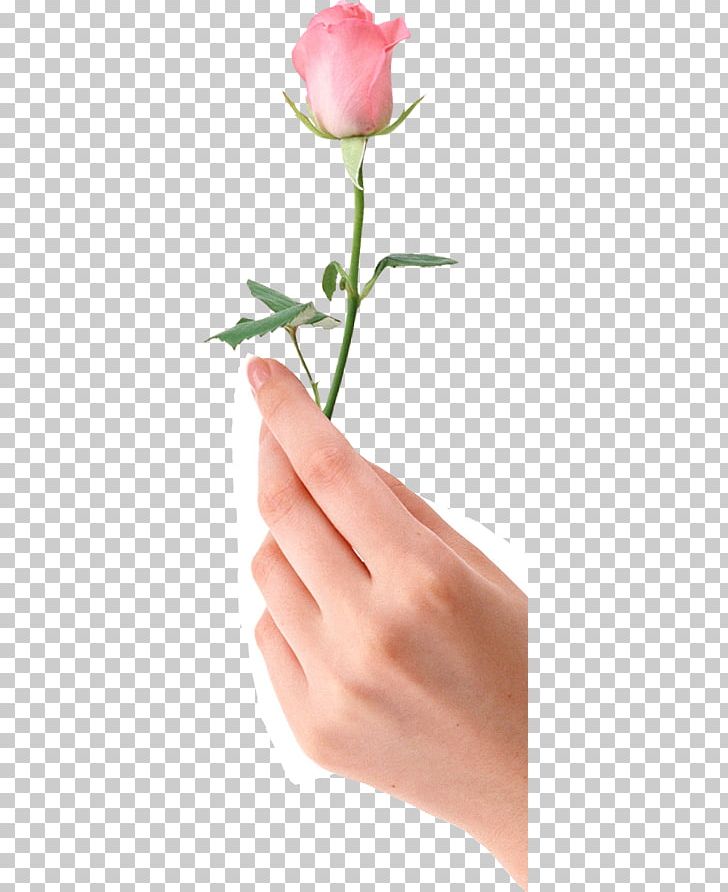 Garden Roses 鑫記珠宝 Gemological Institute Of America Carat Diamond PNG, Clipart, Beauty, Bud, Carat, Cut Flowers, Diamond Free PNG Download