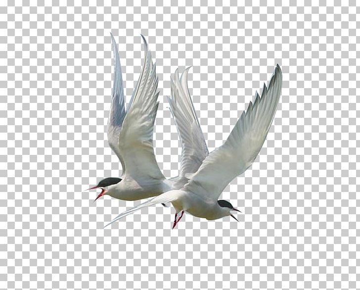 Gulls Seabird PNG, Clipart, Beak, Bird, Charadriiformes, Computer Icons, Crane Like Bird Free PNG Download