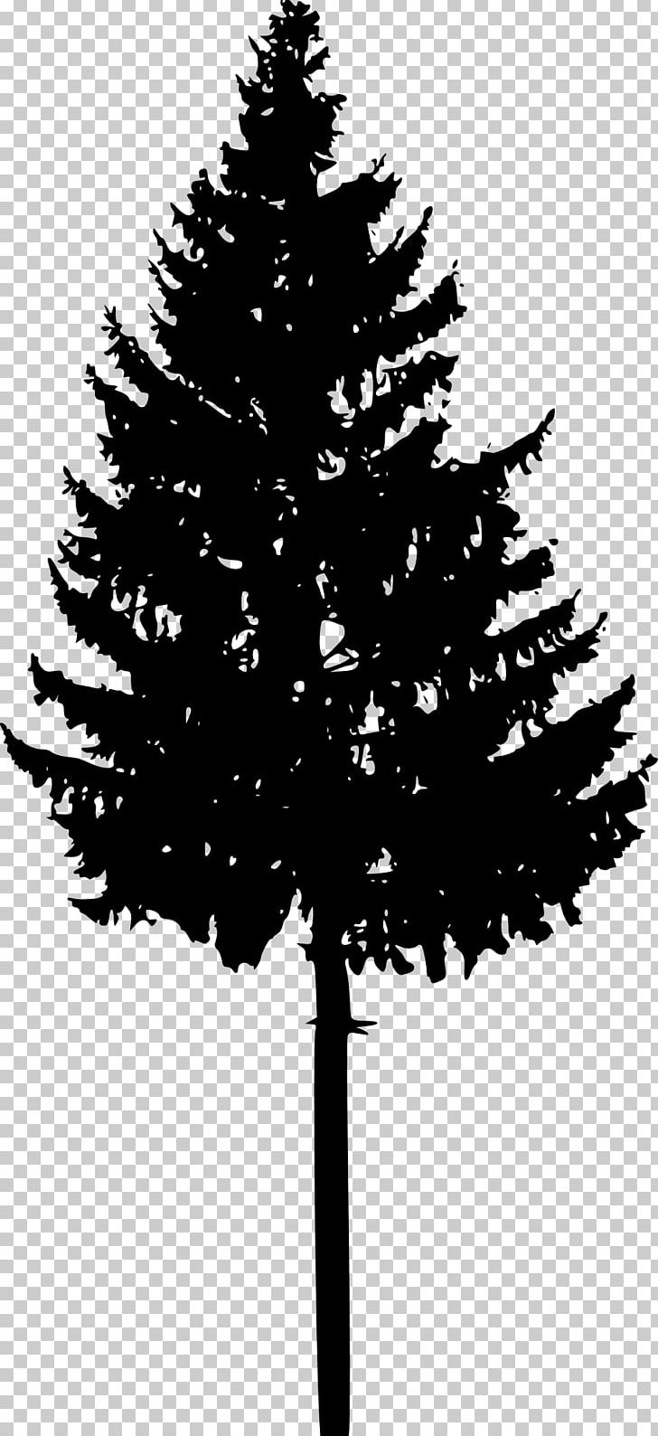 Tree Spruce Fir Conifers Silhouette PNG, Clipart, Black And White, Branch, Christmas Decoration, Christmas Ornament, Christmas Tree Free PNG Download
