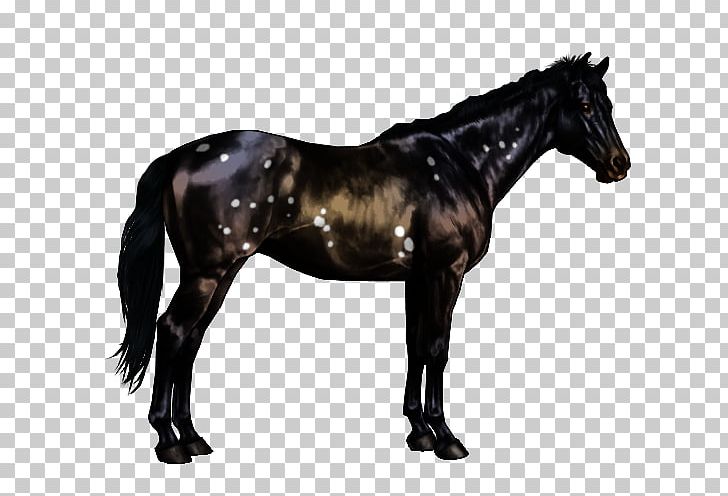 Arabian Horse Horse Markings Black Overo American Paint Horse PNG, Clipart, American Quarter Horse, Andalusian Horse, Arabian Horse, Black, Bridle Free PNG Download