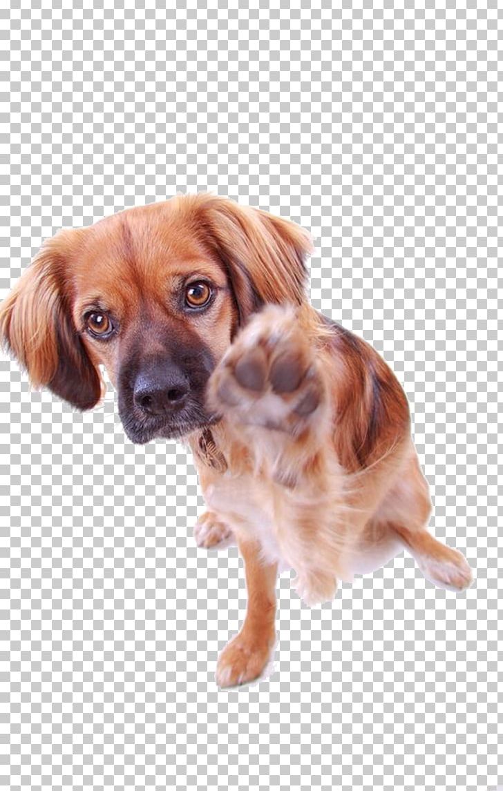 Cavalier King Charles Spaniel Dog Breed Companion Dog Sporting Group PNG, Clipart, Animals, Breed, Breed Group Dog, Carnivoran, Cavalier King Charles Spaniel Free PNG Download