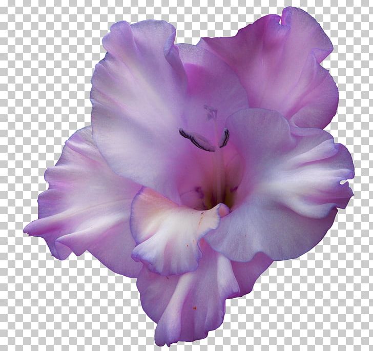 Gladiolus Portable Network Graphics Birth Flower Violet PNG, Clipart, 2018, August, Birth Flower, Blue, Cicek Resimleri Free PNG Download