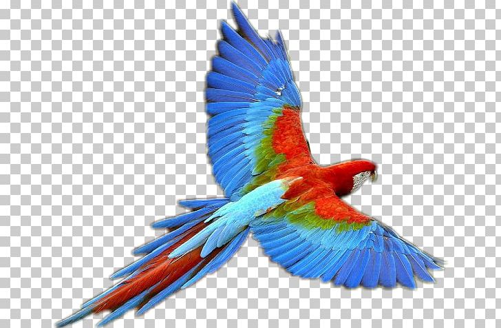 Parrot Bird Business PNG, Clipart, Animal, Animals, Anja, Beak, Bird Free PNG Download