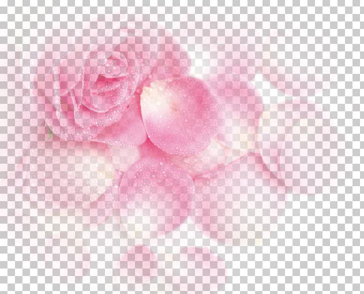 Garden Roses Beach Rose Pink Petal PNG, Clipart, Computer Wallpaper, Download, Dream, Encapsulated Postscript, Fantasy Free PNG Download