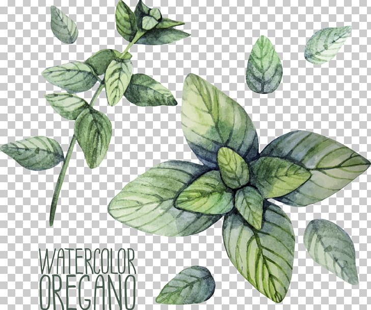 Herb Oregano Watercolor Painting Illustration PNG, Clipart, Basil, Drawing, Food, Green, Herb Free PNG Download