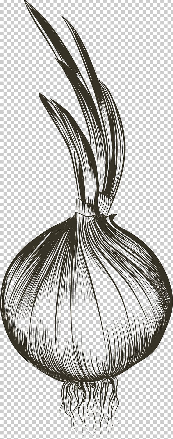 Drawing Euclidean PNG, Clipart, Artworks, Bean Sprout, Bean Sprouts, Black And White, Cartoon Garlic Free PNG Download
