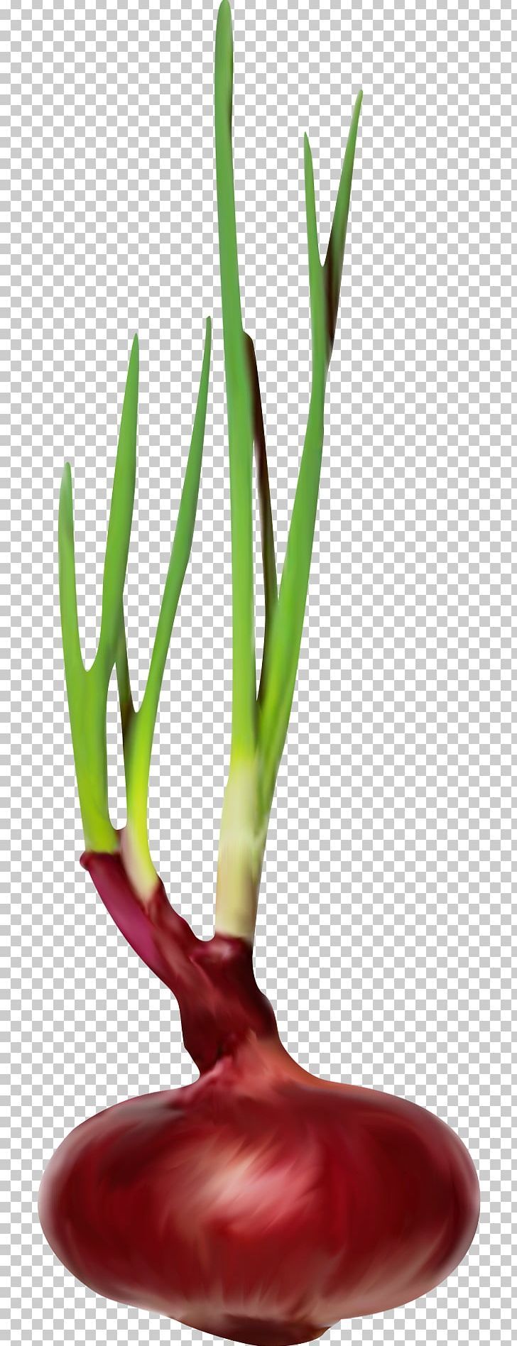 Onion Chili Pepper Scallion PNG, Clipart, Allium, Bell Peppers And Chili Peppers, Cayenne Pepper, Chili Pepper, Closeup Free PNG Download