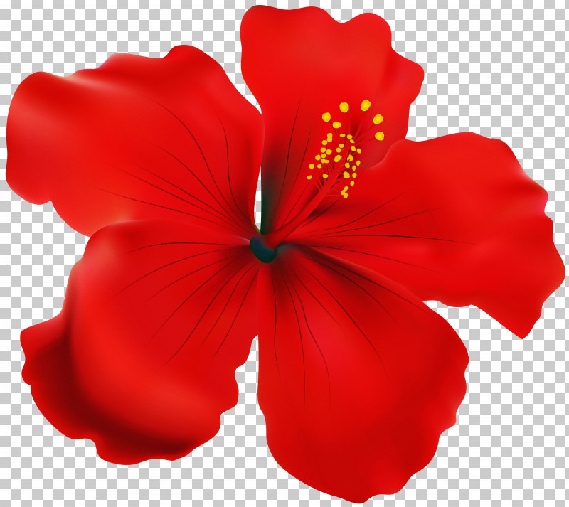 Hibiscus Petal Red Hawaiian Hibiscus Flower PNG, Clipart, Chinese Hibiscus, Flower, Hawaiian Hibiscus, Hibiscus, Mallow Family Free PNG Download
