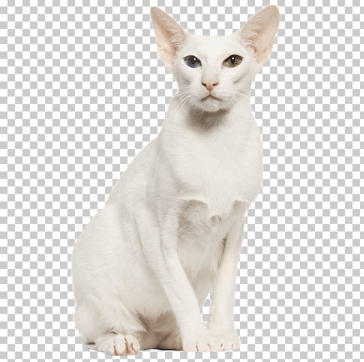 Balinese Cat Oriental Shorthair Burmilla Whiskers Domestic Short-haired Cat PNG, Clipart, Asia, Asian, Asian People, Balinese, Balinese Cat Free PNG Download