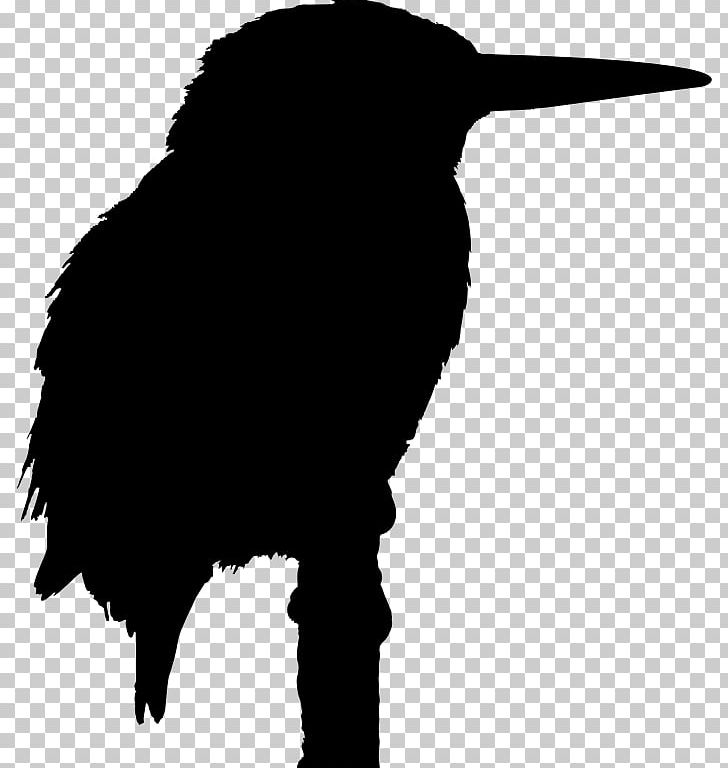 Big Bird Belted Kingfisher PNG, Clipart, Animals, Azure Kingfisher, Beak, Belted Kingfisher, Big Bird Free PNG Download