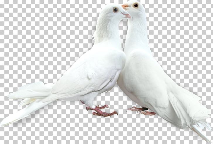 Bird Rock Dove Columbidae PNG, Clipart, Animals, Beak, Bird, Columbidae, Columbiformes Free PNG Download