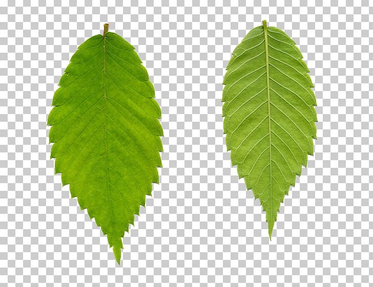 Leaf Aquatic Plants Tree Egloos Swiss Cheese Plant PNG, Clipart, Algae, Aquatic Plants, Blog, Bryophyte, Egloos Free PNG Download