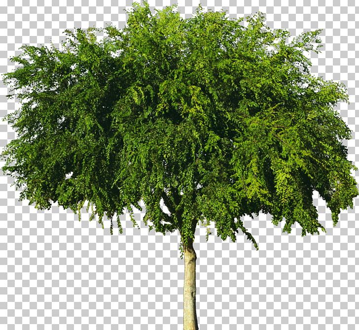 Tree American Sycamore Wood Plant PNG, Clipart, 3d Computer Graphics, American Sycamore, Branch, Bushes, Computer Graphics Free PNG Download