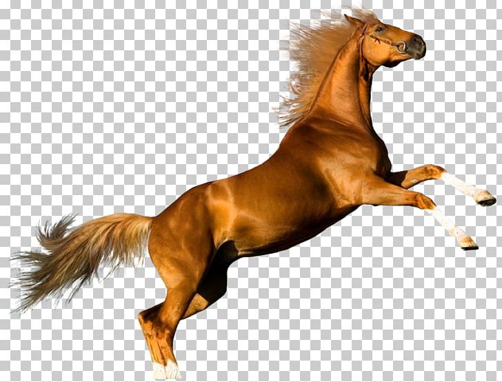 Arabian Horse Shire Horse Desktop PNG, Clipart, Arabian Horse, Chestnut, Desktop Wallpaper, Display Resolution, Favorit Free PNG Download