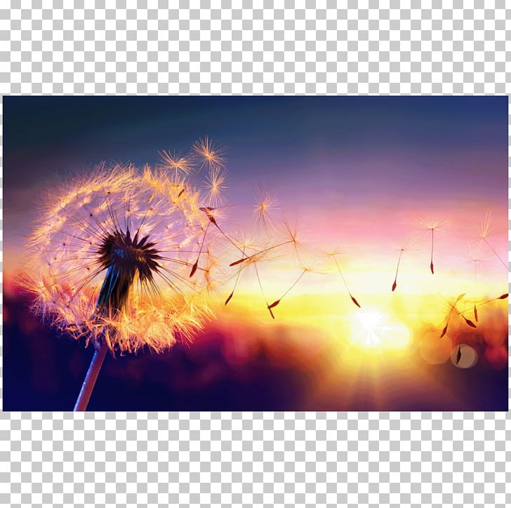 Dandelion Coffee Stock Photography Common Dandelion PNG, Clipart, Atmosphere, Au Clair Du Bitume, Calm, Can Stock Photo, Child Free PNG Download