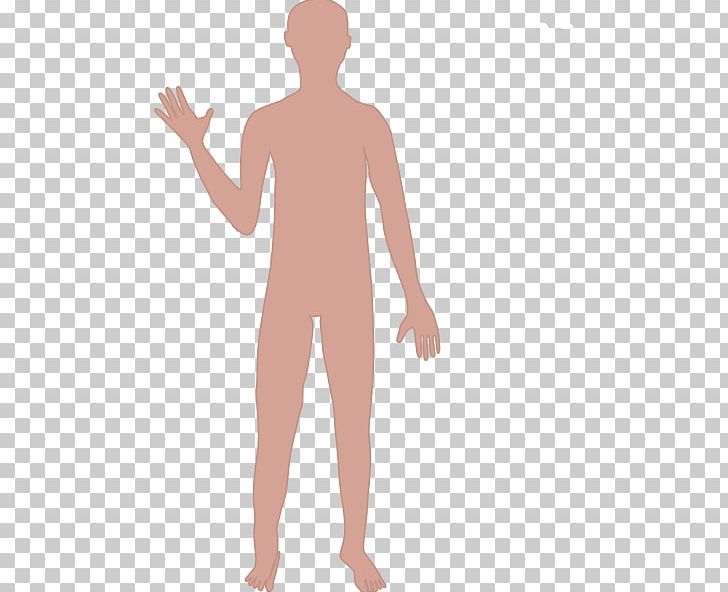 Human Body Cartoon Drawing Homo Sapiens PNG, Clipart, Abdomen, Anatomy,  Animation, Arm, Back Free PNG Download