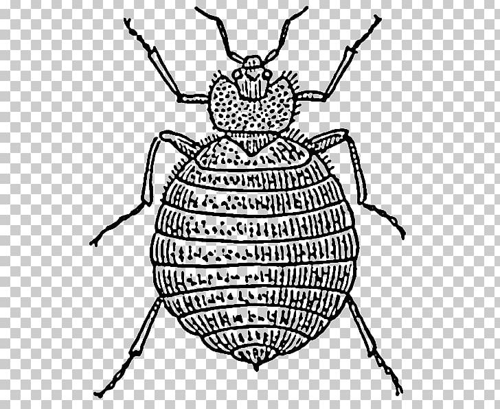 Bed Bug Bite Insect Drawing PNG, Clipart, Animals, Arthropod, Artwork, Bed, Bed Bug Free PNG Download