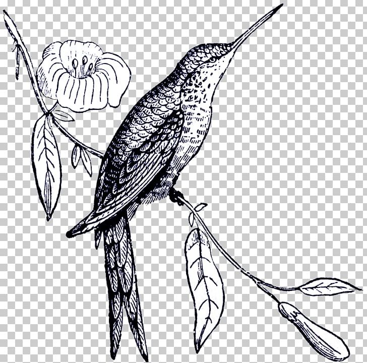 Bird Digital Stamp Drawing Postage Stamps PNG, Clipart, Animals, Art, Artwork, Beak, Bird Free PNG Download