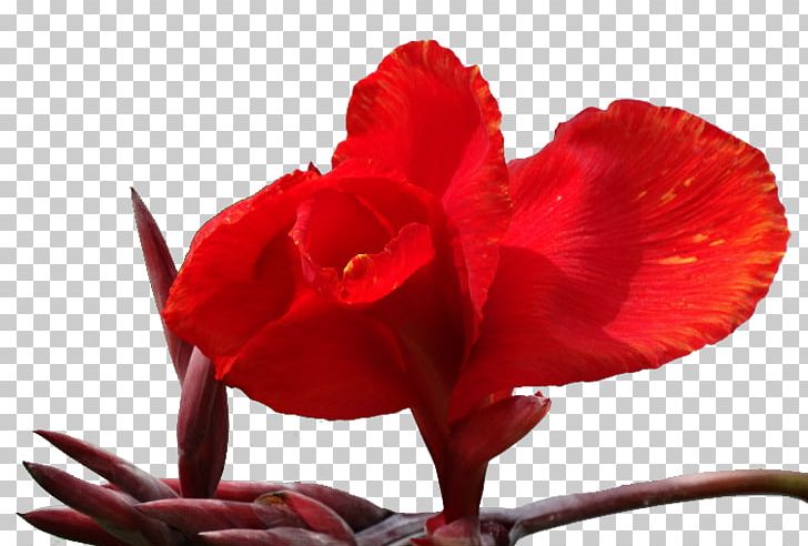 Canna Indica Petal Flower PNG, Clipart, Beautiful, Beautiful Flowers, Big, Big Flower, Canna Free PNG Download