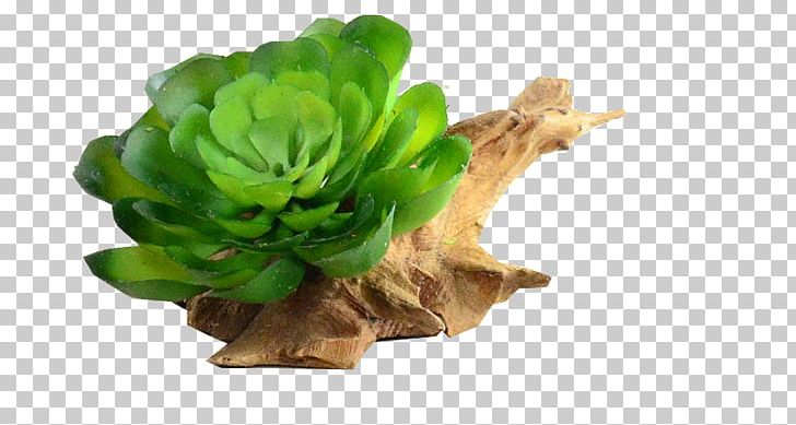 Lettuce PNG, Clipart, Flowerpot, Leaf Vegetable, Lettuce, Miscellaneous, Others Free PNG Download