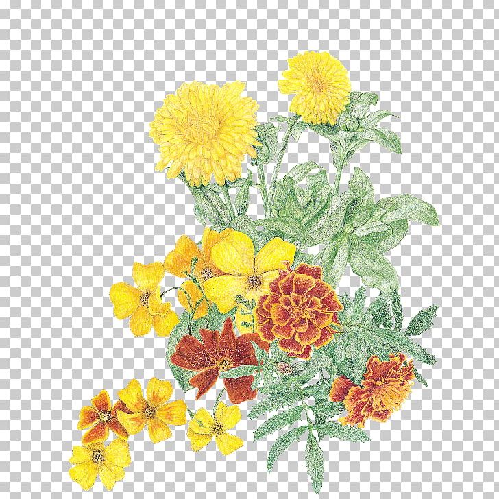 Marigold Herb Cut Flowers Calendula Officinalis Gardening PNG, Clipart,  Free PNG Download