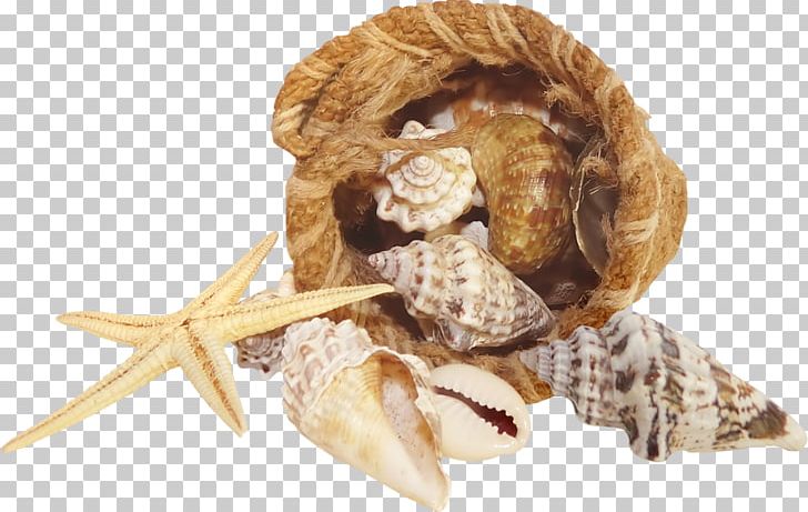 Seashell Starfish Mussel PNG, Clipart, Beach, Conch, Coral, Mussel, Nature Free PNG Download