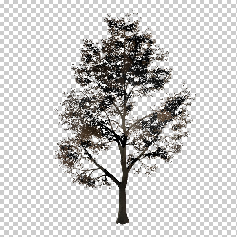 Tree Woody Plant Branch Plant White Pine PNG, Clipart, American Larch, Branch, Lodgepole Pine, Pine Family, Plant Free PNG Download