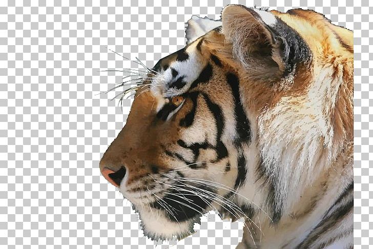 Bengal Tiger Lion Siberian Tiger Cat Golden Tiger PNG, Clipart, Animal, Animals, Big Cat, Big Cats, Carnivoran Free PNG Download