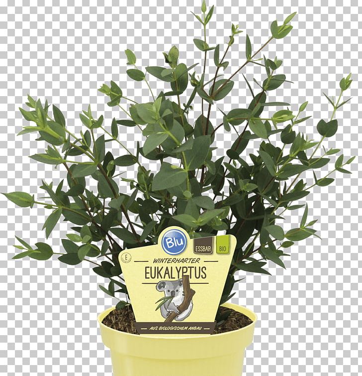 Embryophyta Eucalyptus Regnans Eucalyptus Gunnii Eucalyptus Globulus Tree PNG, Clipart, Branch, Embryophyta, Eucalyptus Globulus, Eucalyptus Gunnii, Eucalyptus Regnans Free PNG Download