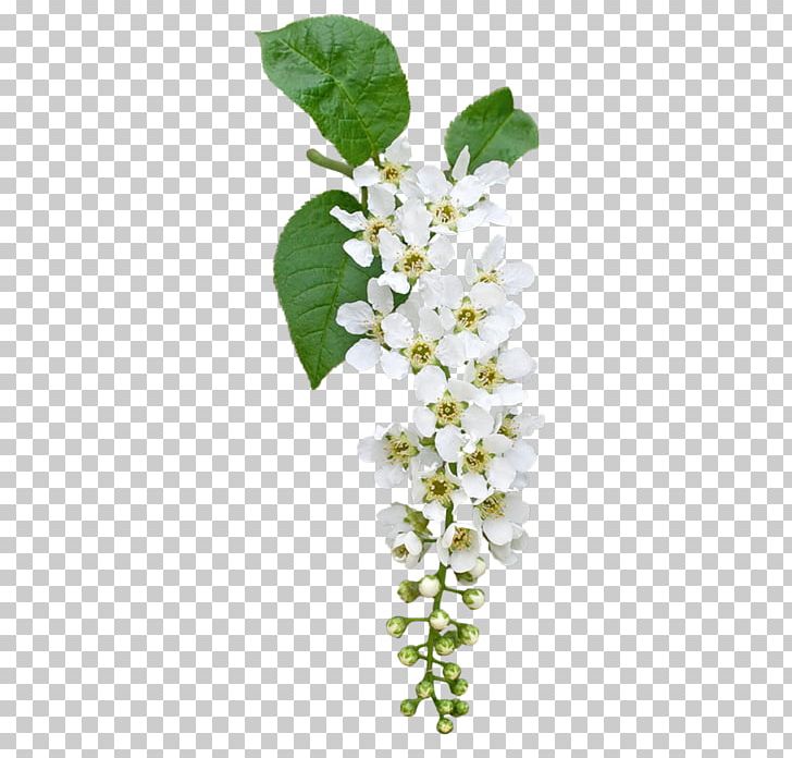 Flower Stone Pine Bokmärke PNG, Clipart, Blossom, Branch, Cut Flowers, Flower, Flower Bouquet Free PNG Download