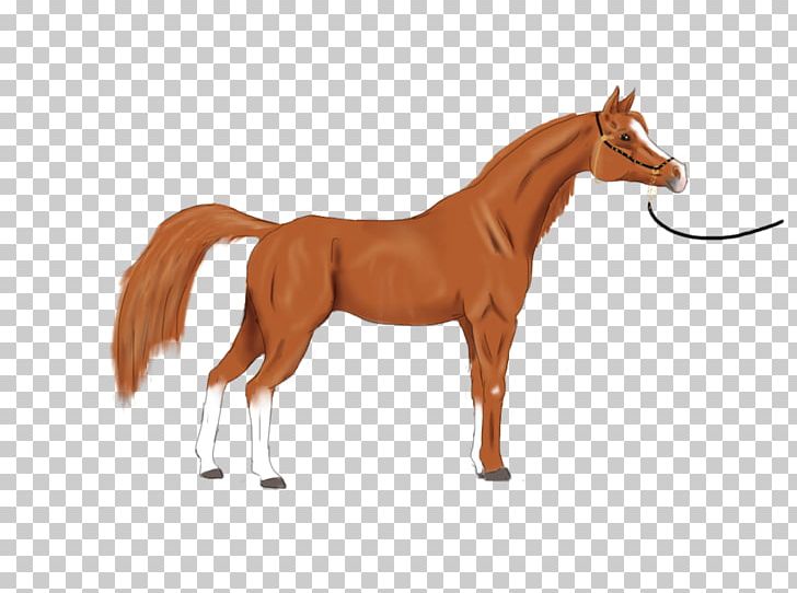 Foal Mustang Stallion Mare Colt PNG, Clipart, Animal, Animal Figure, Bridle, Colt, Foal Free PNG Download