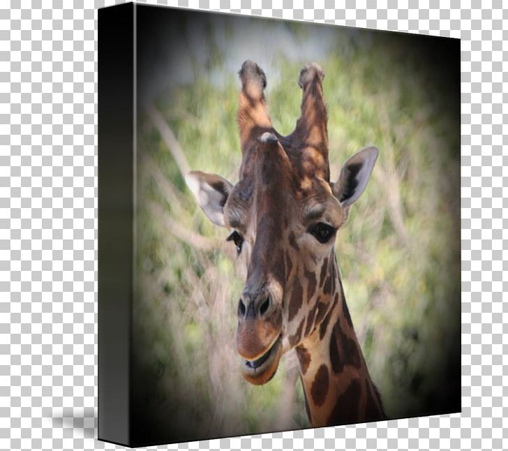 Giraffe Fauna Wildlife Terrestrial Animal Snout PNG, Clipart, Animal, Animals, Fauna, Giraffe, Giraffidae Free PNG Download