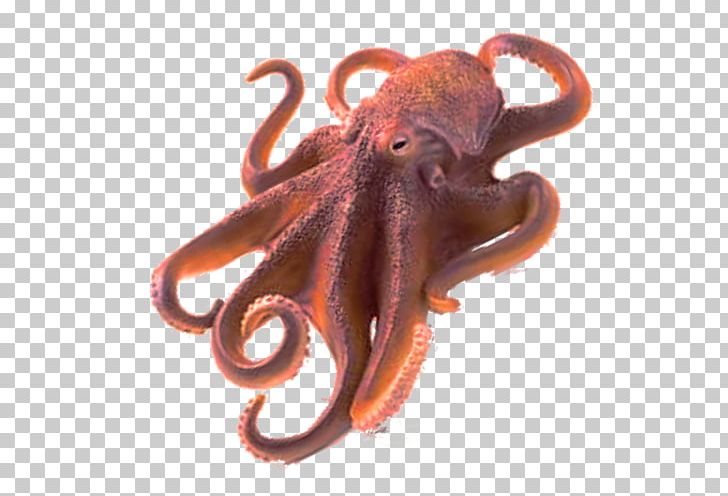 Octopus PNG, Clipart, Animals, Cats, Catstagram, Cephalopod, Clip Art Free PNG Download