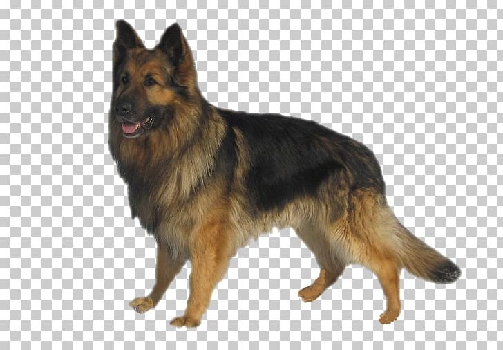 Old German Shepherd Dog King Shepherd Shiloh Shepherd Dog Tervuren PNG, Clipart,  Free PNG Download