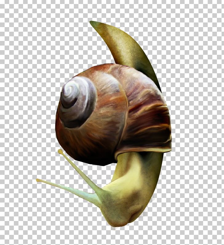 Orthogastropoda Lymnaeidae Escargot PNG, Clipart, Animal, Animals, Caracol, Download, Egg Shell Free PNG Download