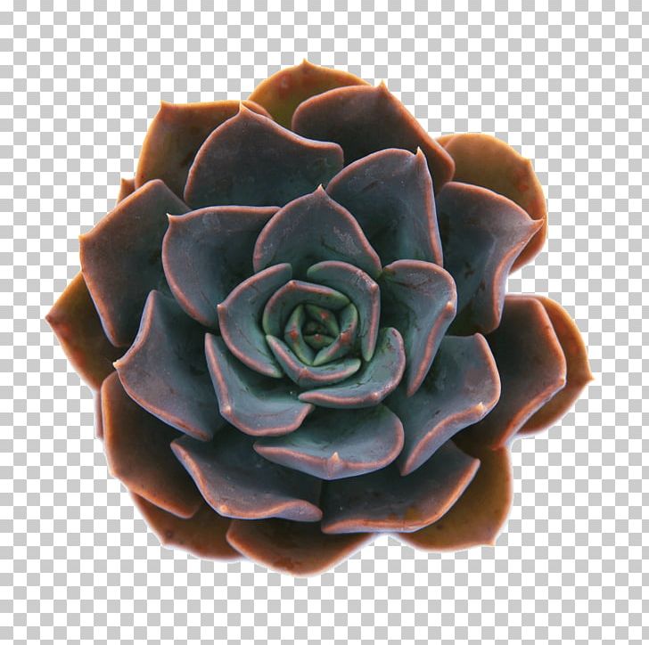 Echeveria Elegans Succulent Plant Hardy Succulents: Tough Plants For Every Climate Leaf PNG, Clipart, Cactaceae, Caralluma Crenulata, Echeveria, Echeveria Elegans, Echeveria Runyonii Free PNG Download