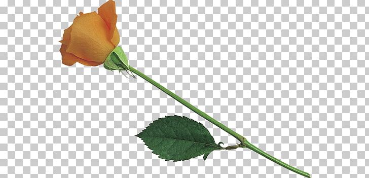 Garden Roses Cut Flowers Bud Plant Stem PNG, Clipart, Branch, Bud, Cut Flowers, Flower, Flowering Plant Free PNG Download