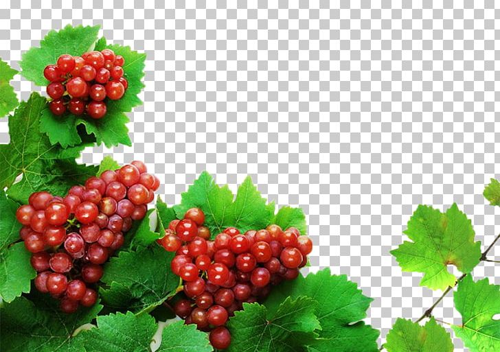 Grape Kyoho Juice Zante Currant The Cairngorms PNG, Clipart, Berry, Black Grapes, Branches, Currant, Food Free PNG Download