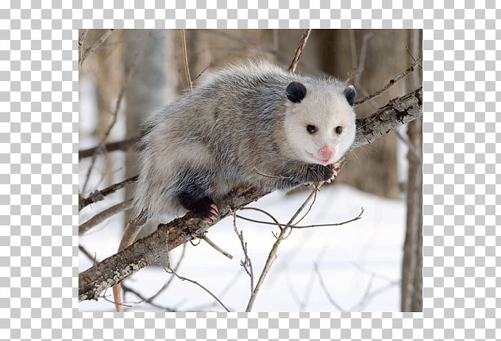 Virginia Opossum Eating Marsupial Great American Interchange PNG, Clipart, Animal, Apparent Death, Carrion, Common Opossum, Dormouse Free PNG Download