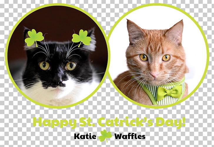 Whiskers Kitten Domestic Short-haired Cat Waffle PNG, Clipart, Animals, Boot, Cat, Cat Like Mammal, Colorado Free PNG Download