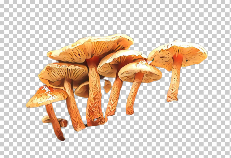Mushroom Agaricus Champignon Mushroom Agaricaceae Edible Mushroom PNG, Clipart, Agaricaceae, Agaricomycetes, Agaricus, Champignon Mushroom, Edible Mushroom Free PNG Download