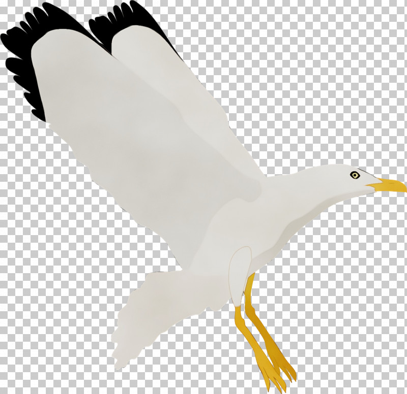 Feather PNG, Clipart, American Herring Gull, Bald Eagle, Beak, Bird Of Prey, Birds Free PNG Download