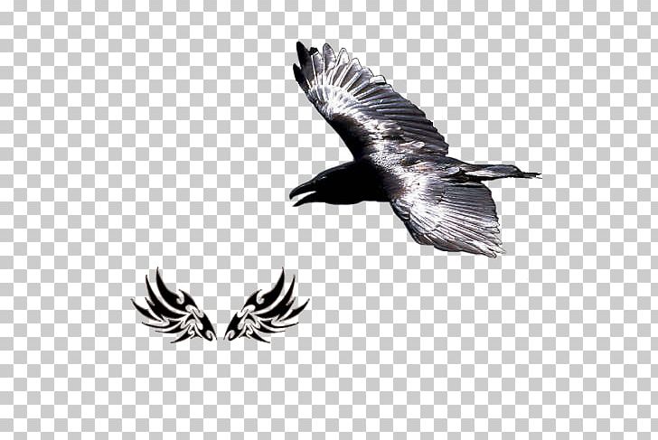 Bald Eagle Bird Buzzard Hawk Vulture PNG, Clipart, Accipitriformes, Animals, Bald Eagle, Beak, Bird Free PNG Download